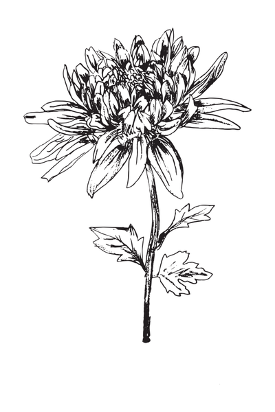 Black & White Floral Greeting Cards | Set of 12
