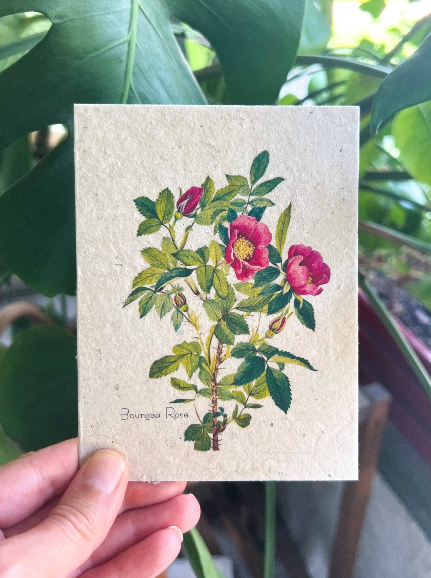 Plantable Seed Card ||Rose || Supports Women
