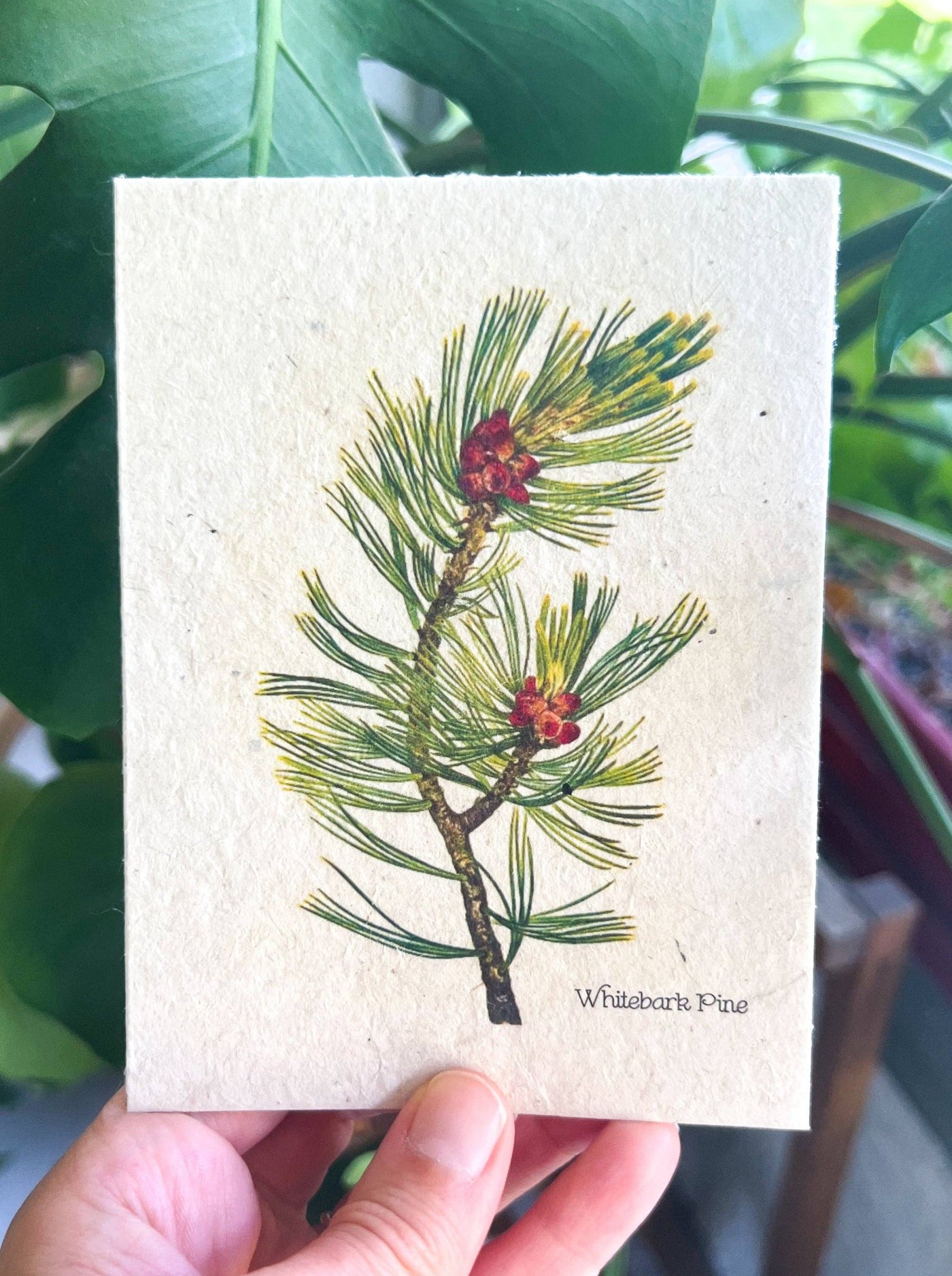 Plantable Seed Card |Whitebark|| Supports Women