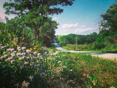 Plantable Seed Card ||Rose || Supports Women